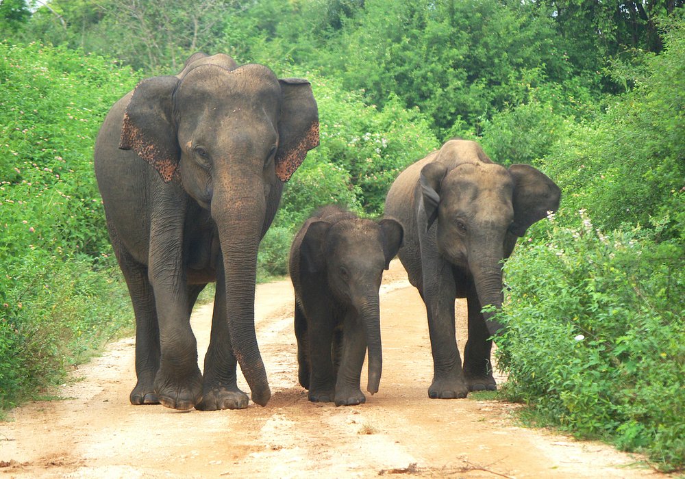 UDAWALAWA NATIONAL PARK